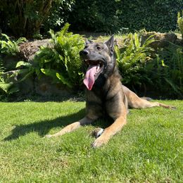 Belgian Malinois All Grown Up from Stellar Malinois