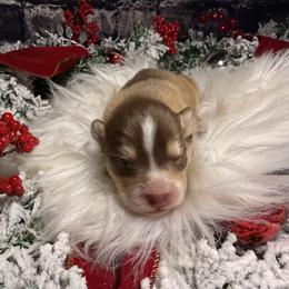 Boy 2 - Wolf sable male Pomsky puppy in Amarillo, Texas from Pom Pom Pomskies