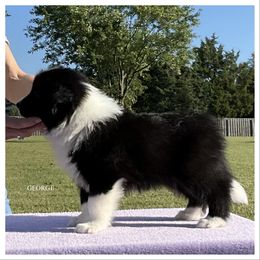 George - Black male Border Collie puppy in New Market, Alabama from Kensington Border Collies