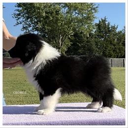 George - Black male Border Collie puppy in New Market, Alabama from Kensington Border Collies