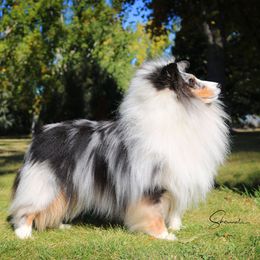 Shetland Sheepdogs from Akadia Shelties