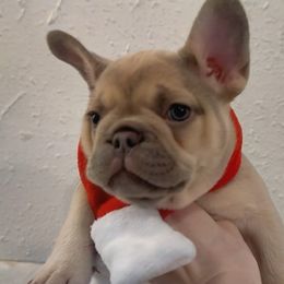 Claribel - Blue fawn female French Bulldog puppy in Spokane, Washington from Lilac City Frenchies