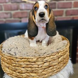 Nutmeg - Black brown and white male Basset Hound puppy in Lone Jack, Missouri from Wee Little Bassets