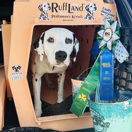 Padme - White and black female Dalmatian puppy in Fayette, Missouri from Lazy B Bassets and Dalmatians
