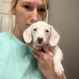 Girl 2 - Cream Dachshund puppy in Troy, Tennessee from Brewer’s Mini Doxies