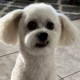 Aussiedoodles, Bordoodles, Corgipoos, Double Doodles, and Shihpoos from Sugar Doodles