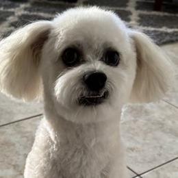 Aussiedoodles, Bordoodles, Corgipoos, Double Doodles, and Shihpoos from Sugar Doodles