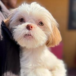 Randy - Gold and white male Shih Tzu puppy in Victorville, California from RUMBLE n TUMBLE