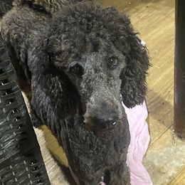 Australian Shepherds, Dachshunds, and Poodles from Jillian's Pups