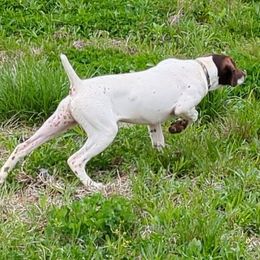 German Shorthaired Pointers from Big Daves Bird Dogs LLC,  BDBD