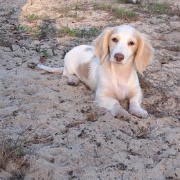 Kona - Dachshund