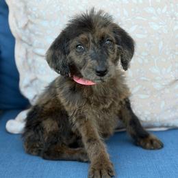 Dotty - Merle female Labradoodle puppy in Georgetown, South Carolina from Muddy Bay Kennels