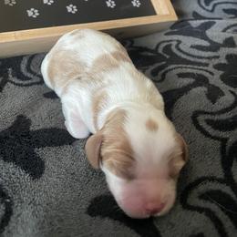 Patriot - Blenheim male Cavalier King Charles Spaniel puppy in Corona, California from Kelton Cavaliers