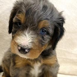 Boy 8 - Tri-color Bernedoodle puppy in Murray, Utah from Bernepups