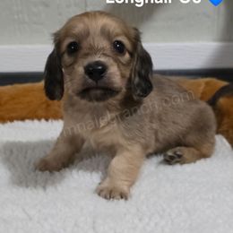 G6 - Cream male Dachshund puppy in Jacksonville, Texas from ArmnalegRanch LLC