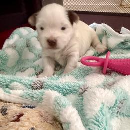Yorkshire Terrier puppies from Angel Spun Yorkies