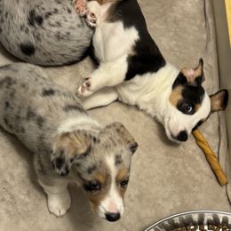 Cardigan Welsh Corgi Puppies from Deborah King's Cardigan Welsh Corgis