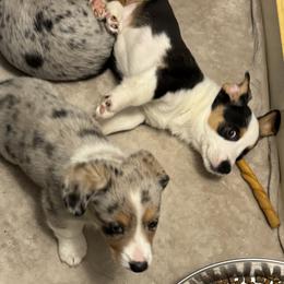Cardigan Welsh Corgi Puppies from Deborah King's Cardigan Welsh Corgis