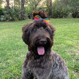 Lacey  - Australian Labradoodle