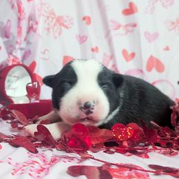 Cupid - Black and white male Border Collie puppy in Raccoon, Kentucky from Skyline Border Collies