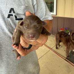 Girl 1 - Red tri-color female Australian Shepherd puppy in Hillsboro, Ohio from Sugar Grove Farms