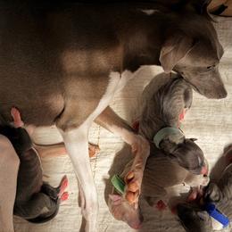 Italian Greyhound puppies from A-Team Italian Greyhounds