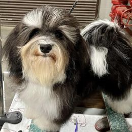 Faith - Havanese
