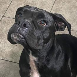 Aurora - Boxer