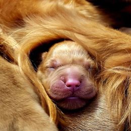 Golden Retriever and Labrador Retriever Puppies from Sutter Bay Retrievers