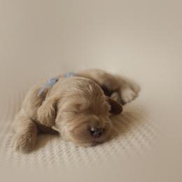 Arrow - Red  male Goldendoodle puppy in Georgia from Mother of Golden Doodles