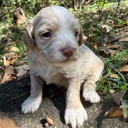Perdita - Buff female Cockapoo puppy in Williamston, South Carolina from Sassy Bob’s Dogs