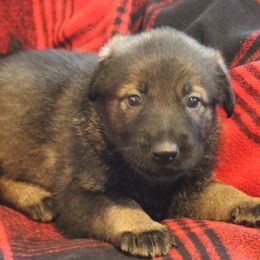German Shepherd Puppies from Krafthaus German Shepherds