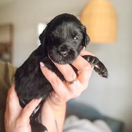 Wade - Black male Goldendoodle puppy in Soddy Daisy, Tennessee from The W Doods