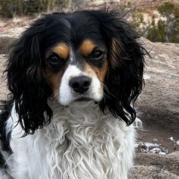 Cowboy - Cavapoo