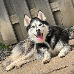 Nova - Black and white female Siberian Husky puppy in Urbana, Ohio from Fairhaven's Siberian Huskies