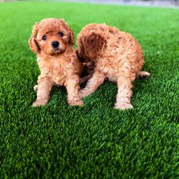 Seven - Red male Cavapoo puppy in Queen Creek, Arizona from Sunny Doodles
