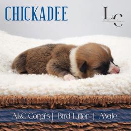 Chickadee - Red male Pembroke Welsh Corgi puppy in Pine Village, Indiana from NL Horsemanship