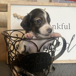 Sandi - Piebald female Dachshund puppy in Sharon Springs, New York from Show Us The Way Homestead