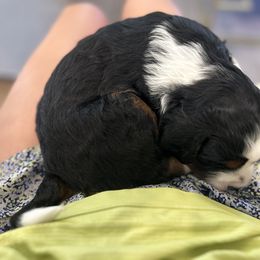 Bernedoodle Puppies from Palmetto Bernedoodles Boutique