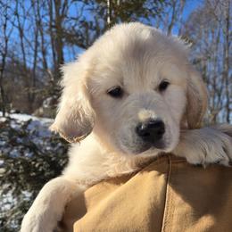 Banks - Light golden male Golden Retriever puppy in Pembroke, Virginia from Springhouse Farms