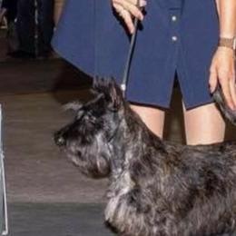 Scottish Terriers and West Highland White Terriers from Bonny's Scotties and Westies