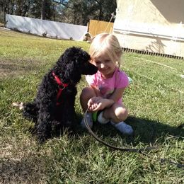 Poodle Puppies from Deborah Busch Poodles