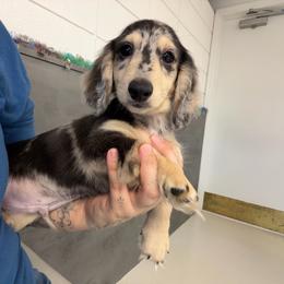 Aspen - Cream male Dachshund puppy in Cutler Bay, Florida from Dadecounty’s Dachshunds