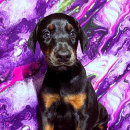 Mint - Black and rust female Doberman Pinscher puppy in Louisville, Kentucky from Ruiz Dobermans