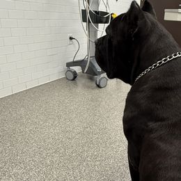 Cane Corso from Silver Summit Cane Corso