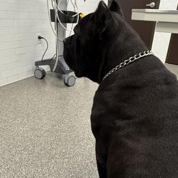 Cane Corso from Silver Summit Cane Corso