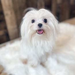 Stella - Bernedoodle