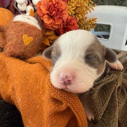 Cedar - Blue male Pembroke Welsh Corgi puppy in Paxton, Illinois from McGovern Family Corgis