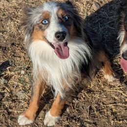 Bronko - Toy Australian Shepherd