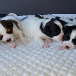 Papillon Puppies from Enchanting Papillons